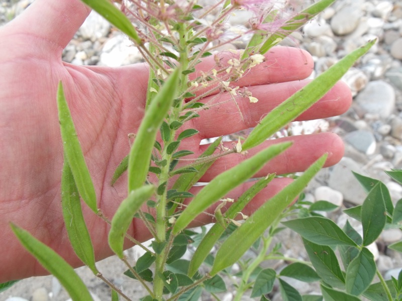 Polanisia trachysperma / Polanisia